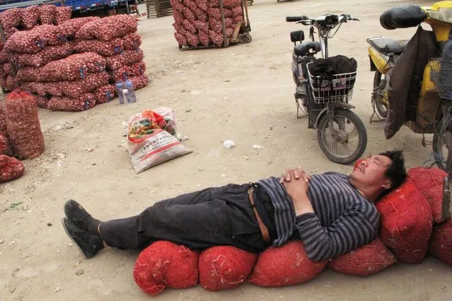 A man takes a nap on bags full of garlic at a market in Jinxiang county in eastern Shandong province June 1, 2016. (Photo by Jessica Macy Yu/Reuters)
