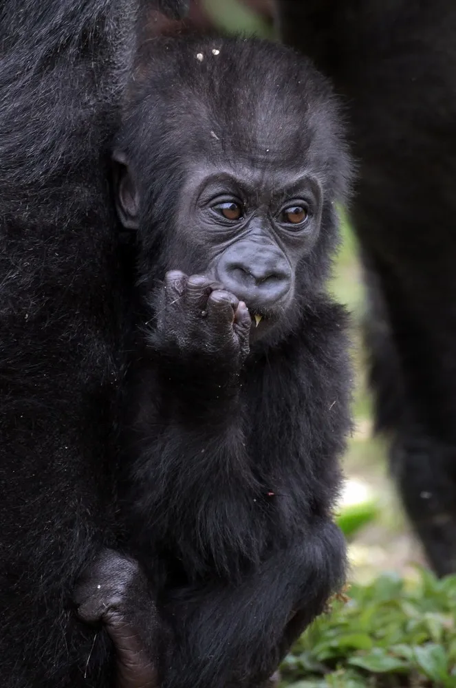 Kukena, Bristol Zoo's Baby Gorilla Starts To Walk