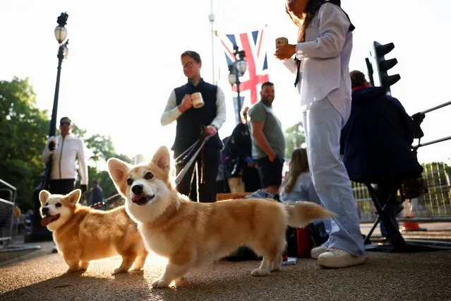 A man walks with his two corgis named Chuckles and Bunting along The Mall during the Queen's Platinum Jubilee celebrations in London, Britain on June 2, 2022. (Photo by Henry Nicholls/Reuters)