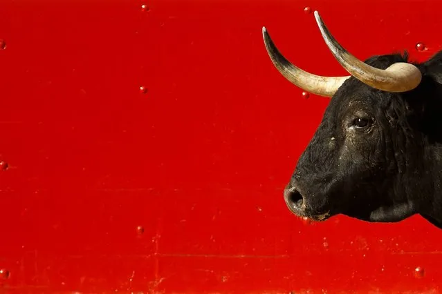 A bull is seen in the arena during a bullfight of the San Fermin festival, in Pamplona, Spain, Wednesday, July 9, 2014. Revelers from around the world arrive in Pamplona every year to take part on some of the eight days of the running of the bulls glorified by Ernest Hemingway's 1926 novel “The Sun Also Rises”. (Photo by Daniel Ochoa de Olza/AP Photo)