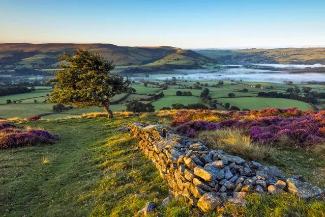 A colourful landscape in early September 2015, with a stone wall and a hawthorn tree lit up with the first sunlight of the day, overlooking Hope valley covered in a layer of morning mist and the heather in full purple bloom. Peak District National park, Derbyshire, NorthWest England, UK, Europe. (Photo by John Finney Photography/Getty Images)