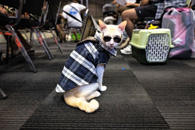 An orange cat wears sunglasses and a jacket before taking part in an orange cat competition on July 02, 2023 in Bangkok, Thailand. Thailand's Cat Fanciers' Club hosted an orange cat competition during a Cat Expo at Bangkok's Central Westgate Mall. Over 70 cats were judged on fur color, health and friendliness. A one year old cat named Chuan Long, after the Chinese Kung Fu boxer, took home first prize. (Photo by Lauren DeCicca/Getty Images)