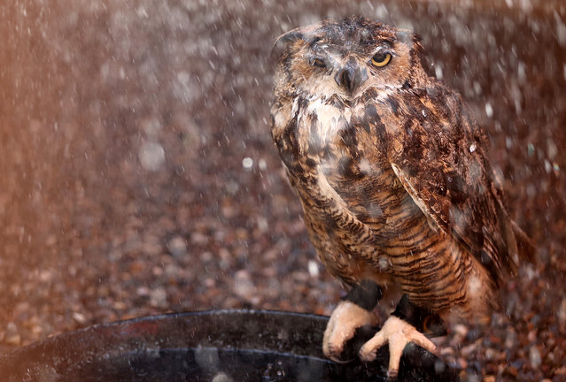 Snickers, a great horned owl, is cooled down with water by a volunteer at Liberty Wildlife, an animal rehabilitation center and hospital, during afternoon temperatures above 110 degrees amid the city's worst heat wave on record on July 26, 2023 in Phoenix, Arizona. Employees and volunteers spray down the birds with water twice per day in the afternoon, while also utilizing fans and swamp coolers, to prevent them from overheating. While Phoenix endures periods of extreme heat every year, today marked the 27th straight day of temperatures reaching 110 degrees or higher, a new record amid a long duration heat wave in the Southwest. (Photo by Mario Tama/Getty Images)