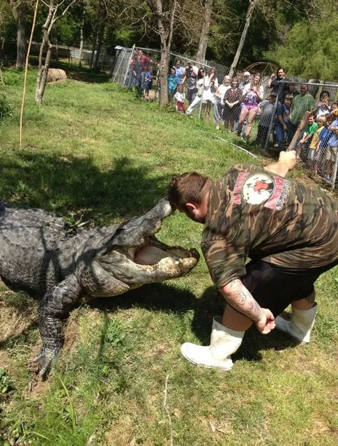 T-Mike “messes” with an alligator at Klieberts Alligator Farm in Hammond, Louisiana. (Photo by Barcroft Media)