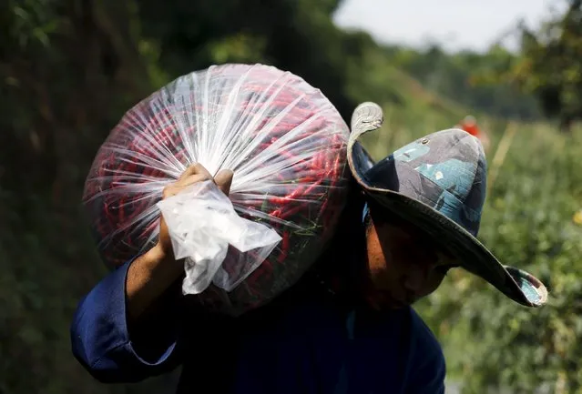 A worker carries a plastic bag of harvested chillies at a chilli plantation in Pasir Datar Indah village near Sukabumi, Indonesia's West Java province, August 6, 2015. (Photo by Reuters/Beawiharta)