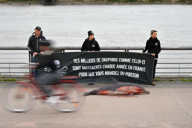 Members of marine conservation organisation Sea Shepherd Conservation Society (SSCS) hold a banner reading “Thousands of dolphins like this one are massacred each year in France so that you can eat fish”, as they stand behind the layed-out body of a dolphin recovered on the French coasts, during a demonstration to denounce accidental catches in the Bay of Biscay, on February 9, 2020, in Bordeaux. The Pelagis Observatory, which documents cetacean beaching peaks, has noted a worsening of the situation since 2016.In 2019, 1,200 beachings of small cetaceans were recorded between January and April, the most deadly period, including 880 common dolphins. (Photo by Georges Gobet/AFP Photo)