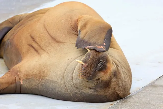A female walrus named Freya lies at the waterfront at Frognerstranda in Oslo on July 18, 2022. (Photo by Tor Erik Schrøder/NTB via AFP Photo)