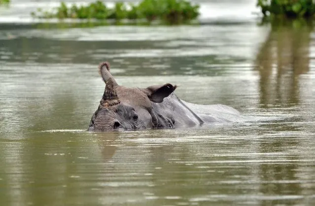 A one-horned rhino swims through flood waters in Kaziranga National Park, about 250 kilometers east of Guwahati, on July 27, 2016. Vast tracts of the park, home to the rare one-horned rhino, were under water following heavy monsoon rains. (Photo by AFP Photo)