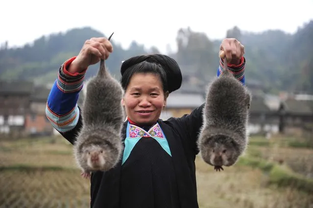 A woman with bamboo rats in Congjiang County, Guizhou Province, China on December 18, 2012. Peasants in Congjiang County, southwest China's Guizhou Province, have taking to “farming” bamboo rats in an effort to increase their annual incomes. Shi Beidan, a local rat farmer, raise 2,000 bamboo rats, which can be sold for meat and fur. Bamboo rats are a species of rodent that are found in the eastern half of Asia. (Photo by Hap/Quirky China News/Rex Features/Shutterstock)