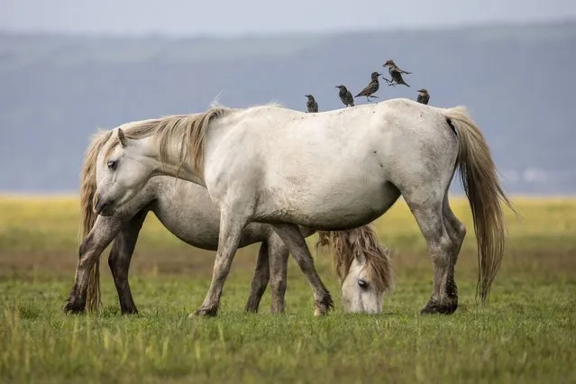 Semi-feral, conservation ponies, graze on the salt marsh's of Gower, Swansea, Wales, United Kingdom on September 7, 2022. (Photo by Joann Randles/Cover Images)