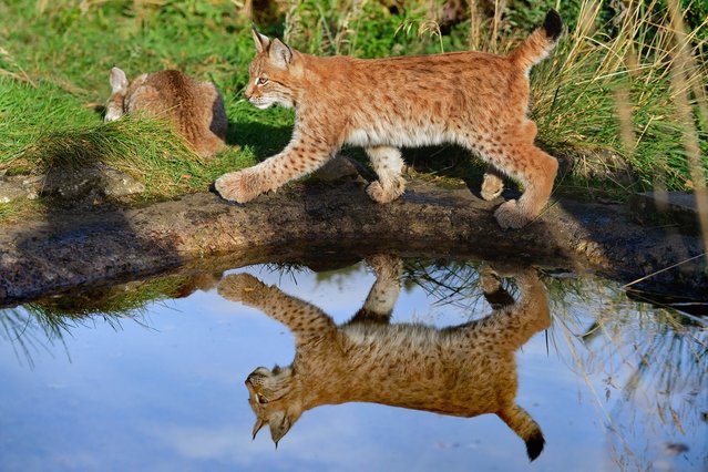Northern Lynx kittens, explore their enclosure at the Highland Wildlife park on October 9, 2012 in Kingussie, Scotland. The feline twins are believed to be the type of lynx found historically in Scotland. The Highland Wildlife Park specialises in Scottish animal species, both past and present, and species that are well adapted to cold weather.  (Photo by Jeff J. Mitchell)