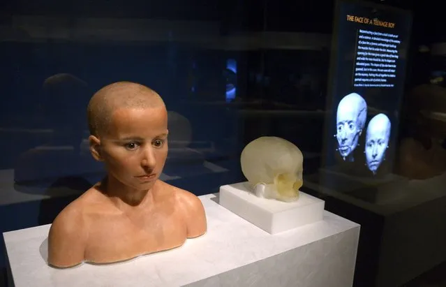 The head of an Egyptian teenager from the Ptolemaaic Period (305-30BC), which has been reconstructed from CT scans of his mummy, is displayed at the “Mummies: New Secrets from the Tombs” exhibition at the Natural History Museum in Los Angeles, California, USA, 10 September 2015. (Photo by Mike Nelson/EPA)