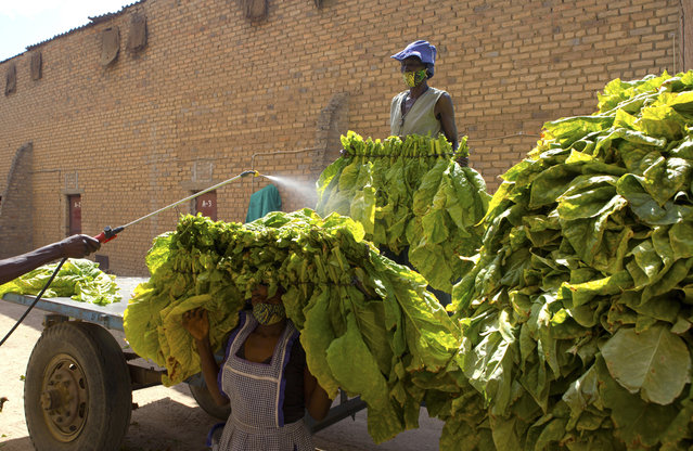 In this photo taken Thursday, April 30, 2020, a worker sprays chemicals on a tobacco crop before they are stored in a tobacco barn at a farm outside Zimbabwe's capital, Harare. Troubled Zimbabwe has officially opened the tobacco selling season after a month-long delay amid a coronavirus lockdown. Tobacco is the country's second biggest foreign currency earner after gold, and it brought in about $750 million last year. (Photo by Tsvangirayi Mukwazhi/AP Photo)