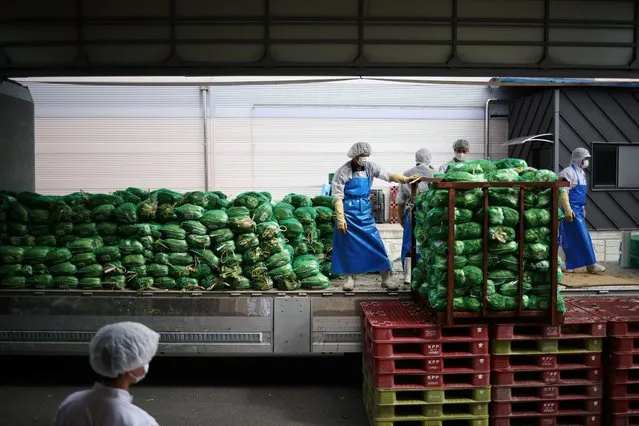 Employees unload napa cabbages at Cheongone Organic Kimchi factory in Cheongju, South Korea on September 26, 2022. (Photo by Kim Hong-Ji/Reuters)