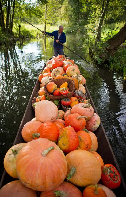 Farmer Harald Wenske punts his boat loaded with pumpkins over a small canal near Lehde in the Spreewald region, eastern Germany, on September 25, 2012. Wenske's pumpkin field is reachable only by boat. The Spreewald is a touristic biosphere reserve situated 100 km south-east of Berlin and is known for its more than 200 small channels with a total length of circa 1,300 km. (Photo by Patrick Pleul/AFP)