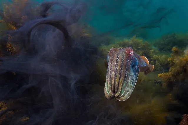Portfolio Award Winner – Matty Smith. A male cuttlefish, still displaying its courting colours, next to the ink of two other males that had been fighting over a female. (Photo by Matty Smith/Ocean Photographer of the Year 2022)