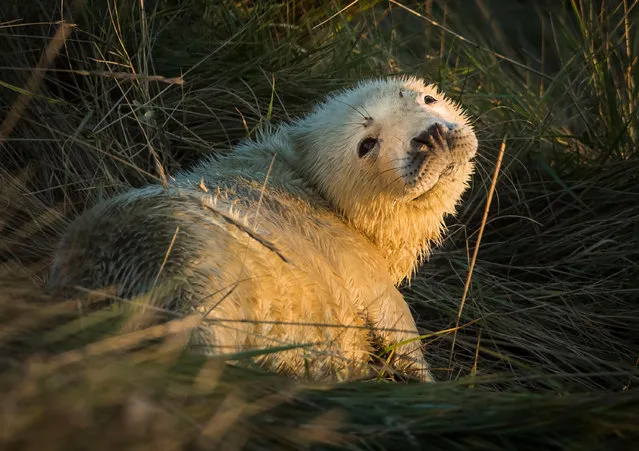A grey seal pup, which was born at Donna Nook national nature reserve in Saltfleet, Lincolnshire, UK on November 5, 2017. (Photo by Danny Lawson/PA Wire)