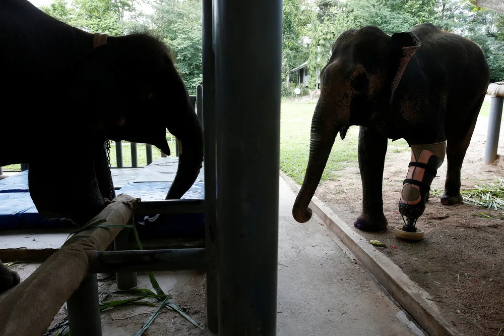 Elephant Gets New Leg