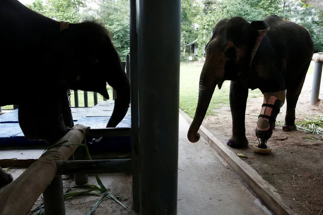 Motola (R), and Mosha, the elephants that were injured by landmines, stand at the Friends of the Asian Elephant Foundation in Lampang, Thailand, June 29, 2016. (Photo by Athit Perawongmetha/Reuters)