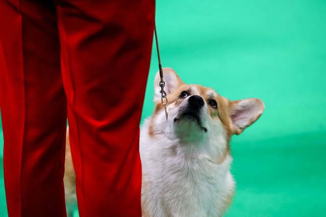 A Welsh Pembroke Corgi is judged during the final day of the Crufts dog show in Birmingham, Britain, on March 9, 2025. (Photo by Temilade Adelaja/Reuters)