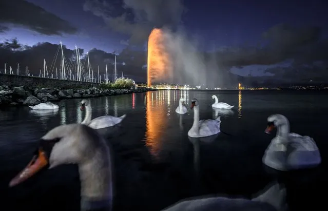 Swans glide past as the 140m height landmark Fountain of Geneva (called “Jet d'Eau” in French) is illuminated in orange to commemorate United Nations-backed International Day for the Elimination of Violence Against Women on November 25, 2017 in Geneva, Switzerland. (Photo by Fbrice Coffrini/AFP Photo)