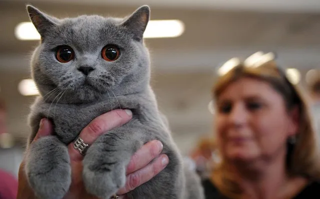 More 350 cats from seven countries were evaluated during a two day cat's show and competition in Lysa nad Labem city near Prague, Czech Republic on November 25, 2017. (Photo by Slavek Ruta/Rex Features/Shutterstock)