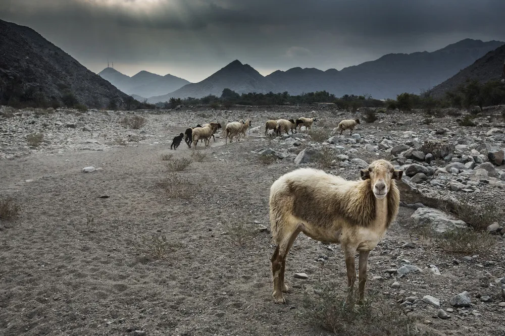 2014 National Geographic Photo Contest, Week 6