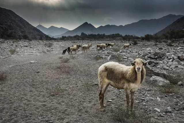 “The Winner”. I was exploring a new location, Madha a small Omani Village situated within UAE, even though its situated within UAE this place looks entirely different from UAE, the architecture is different the people looks different...When i had seen a herd of Sheeps, i jumped out of the car and ran towards these sheeps..all of them started running away except one sheep...who had posed for me patiently. Photo location: Madha, Oman. (Photo and caption by Lal Nallath/National Geographic Photo Contest)