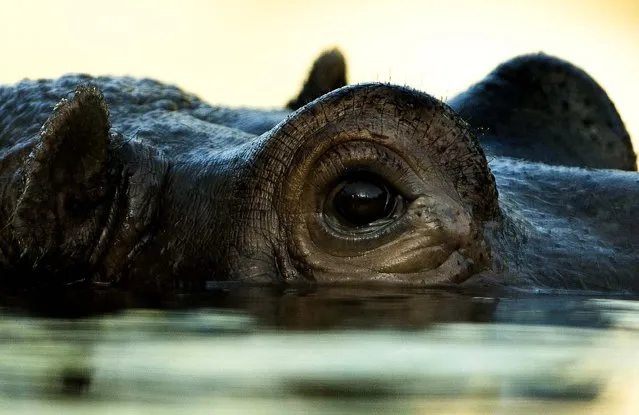 A hippo rests at Berlin's Zoo December 7, 2012. (Photo by Markus Schreiber/Associated Press)