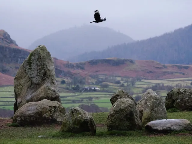 A crow flies over the standing stones during the evening of the Winter Solstice at the Castlerigg Stone circle on December 21, 2014 in Keswick, England. The circle dates back over 4,000 years to neolithic times and is a popular meeting place for people from all over Britain who come to celebrate both the winter and summer solstices with the beautiful Cumbrian fells as a backdrop.  (Photo by Ian Forsyth/Getty Images)