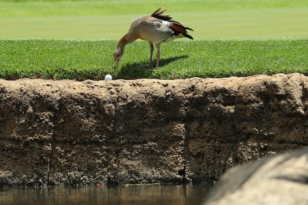 Getty Images Animals in Sports 2017