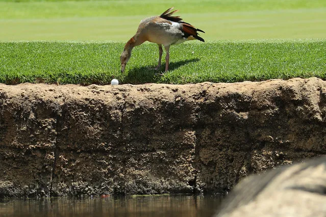 A duck examines the ball of Haydn Porteous of South Africa during the final round of the Nedbank Golf Challenge at Gary Player CC on November 12, 2017 in Sun City, South Africa. (Photo by Warren Little/Getty Images)