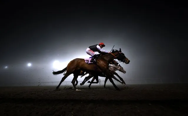 Purple Ribbon ridden by Jack Mitchell races in the Unibet Wild Flower Stakes is run at Kempton Park on November 30, 2022 in Sunbury, England. (Photo by Warren Little/Getty Images)