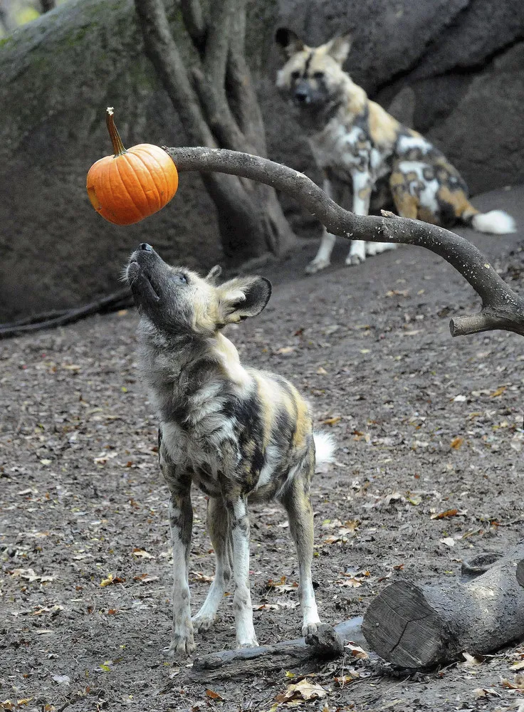 Animals “Celebrate” Halloween with Pumpkins