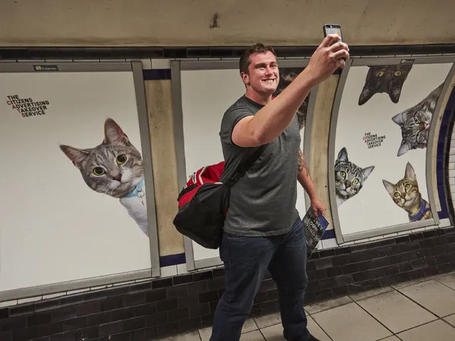 The Citizens Advertising Takeover Service replaced 68 adverts in Clapham Common tube station with pictures of cats in London, England on September 12, 2016. Organisers say they hope the pictures will help people think differently about the world around them. (Photo by William Bruce/CatsnotAds.org)