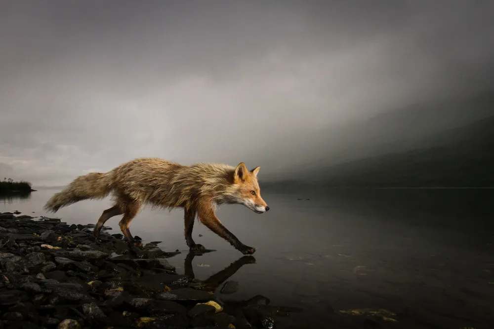 2014 National Geographic Photo Contest, Week 9. Part 4/4