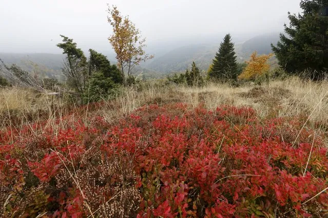 Blueberries leaves are pictured as autumn colours mark a change in season in the Vosges mountains in the Alsace region, Eastern France, October 11, 2015. (Photo by Jacky Naegelen/Reuters)