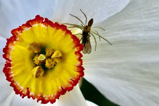 A spider consumes a fly on a Daffodil flower in the sunshine in Dunsden, Oxfordshire, UK on April 12, 2025. (Photo by Geoffrey Swaine/Rex Features/Shutterstock)