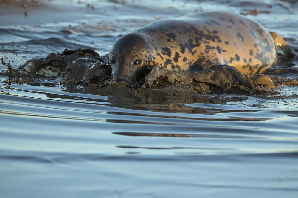 Seal Pup Season in England