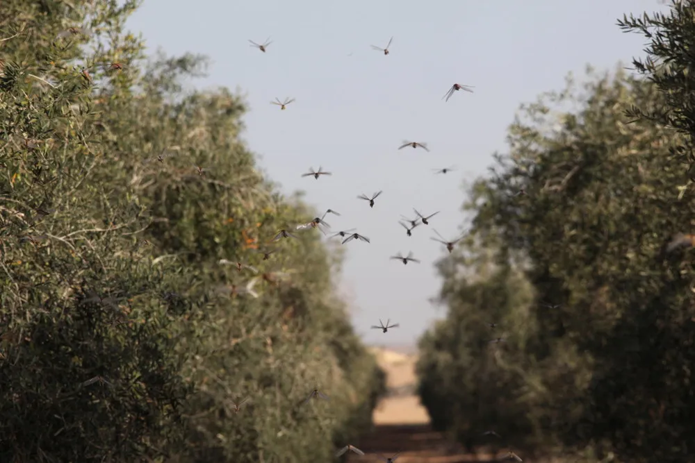 Israel Escapes Locust Plague