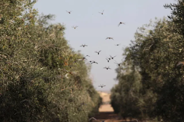 A menacing swarm of locusts that entered southern Israel earlier this week has been largely smitten, according to the Israeli government and local reports. But some of the insects' ilk may be back later this week. (Photo by Eliyahu Hershkovitz)