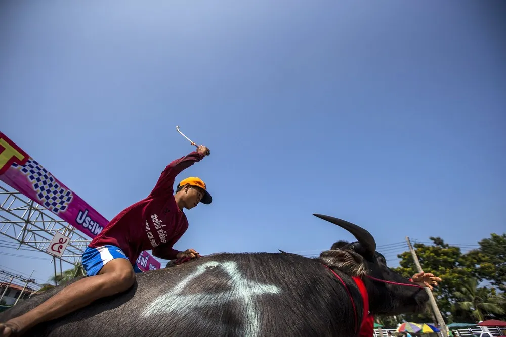 Buffalo Races in Thailand