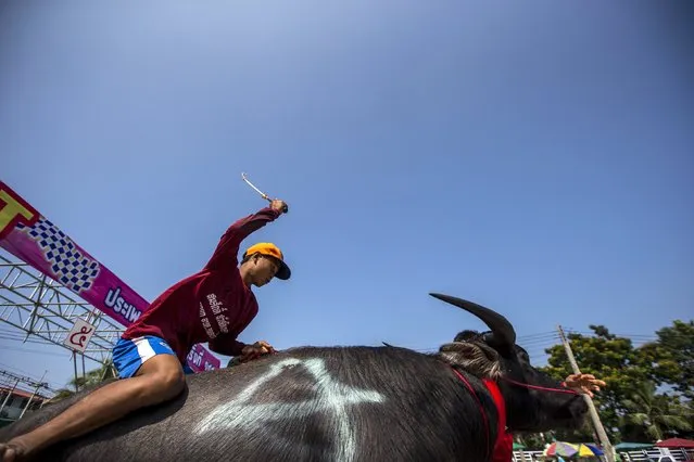 A jockey competes in Chonburi's annual buffalo race festival, in Chonburi province, Thailand October 26, 2015. (Photo by Athit Perawongmetha/Reuters)