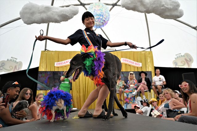 People and their dogs participate in the Doggywood Pageant dog show as part of Sydney WorldPride 2023 fair day in Sydney, Sunday on February 19, 2023. (Photo by Steven Saphore/AAP Image)