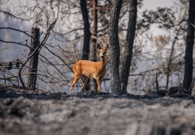 A roe deer is seen running away among the burnt trees as firefighters and Turkish General Directorate of Forestry teams continue their efforts to extinguish the fire, which started in a forested area in the Gelibolu district of Canakkale and reached the Eceabat district, from air and land its second day of work in Canakkale, Turkiye on August 17, 2025. (Photo by Sergen Sezgin/Anadolu via Getty Images)