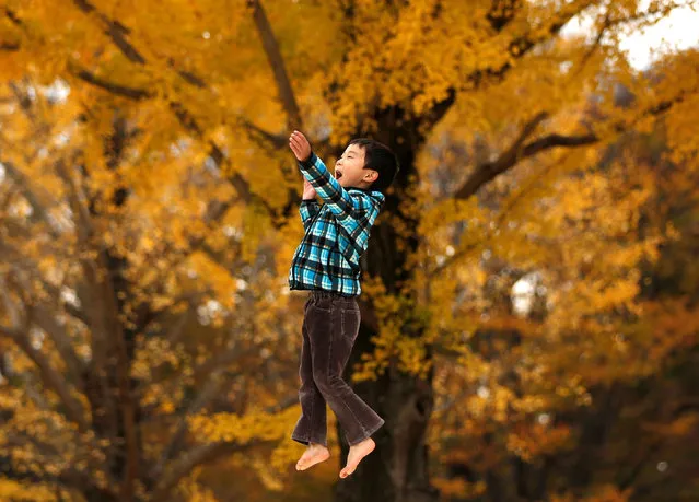 A six-year-old boy plays in front of yellow ginkgo leaves at a park in Tokyo, Japan November 22, 2017. (Photo by Issei Kato/Reuters)