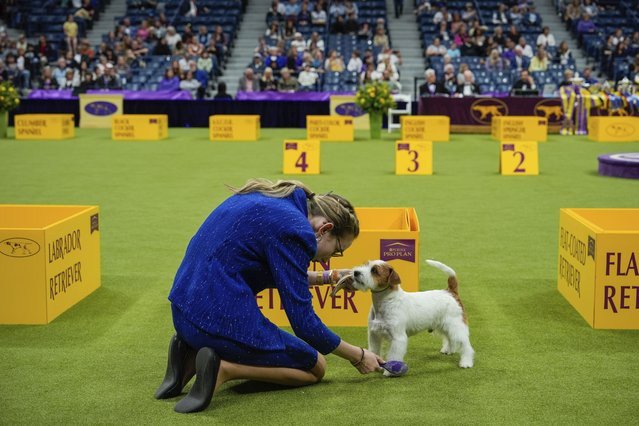 A handler brushes her dog during the junior showmanship competition at the 148th Westminster Kennel Club dog show Tuesday, May 14, 2024, at the USTA Billie Jean King National Tennis Center in New York. (Photo by Julia Nikhinson/AP Photo)