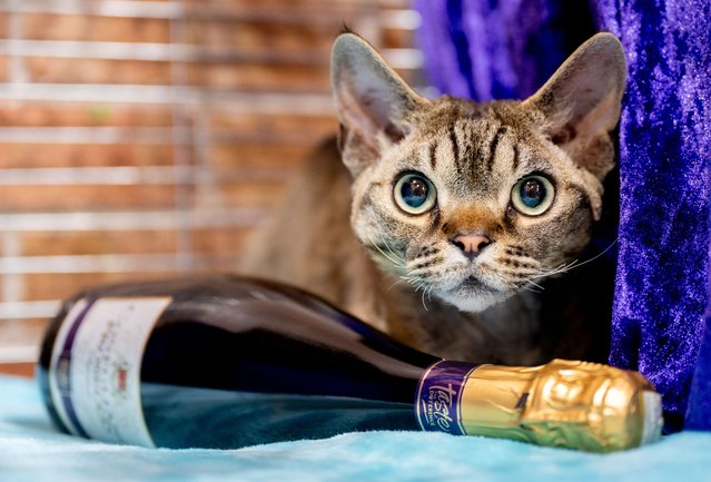 A Devon Rex cat is judged during the GCCF Coventry and Leicester cat show at Sutton Leisure Centre on June 01, 2024 in St Helens, England. (Photo by Shirlaine Forrest/Getty Images )