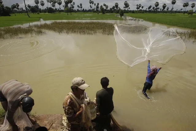 A Cambodian, right, casts his fishing net as others wait for their turn to catch fish at a flooded rice paddy in Beng village of Kampong Speu province, west of Phnom Penh, Cambodia, Saturday, October 29, 2016. About 18 provinces have suffered flood damage after heavy rain, affected thousand hectares of rice fields, according to Cambodian Agriculture Ministry. (Photo by Heng Sinith/AP Photo)