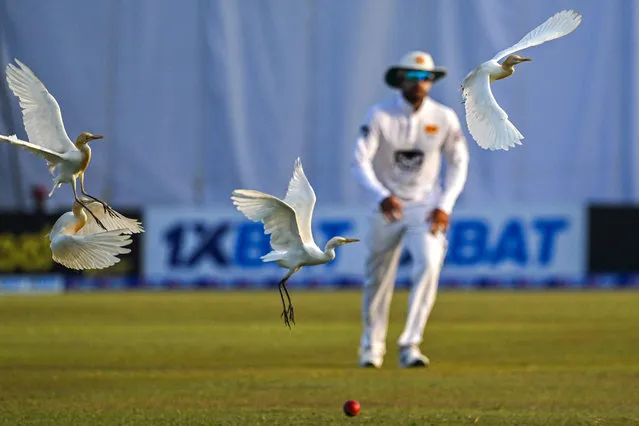 Egrets fly on the pitch as Sri Lanka’s Dinesh Chandimal fields during the second day of the first cricket test match between Sri Lanka and Ireland at the Galle international cricket stadium on April 17, 2023. (Photo by Ishara S Kodikara/AFP Photo)